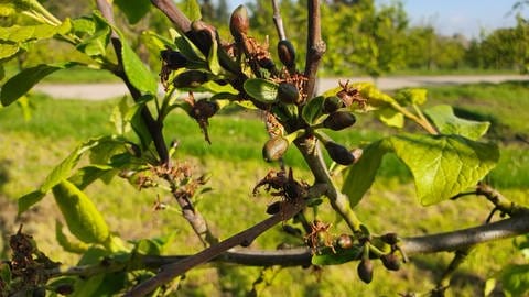 Ein Zwetschgenbaum trägt junge Früchte, die der Frost geschädigt hat. Hohe Verluste in Weinbergen und bei Obstbäumen durch Frost.   (Foto: Thomas Kreuter, Landwirt und Vorsitzender des Obstbaurings Koblenz )